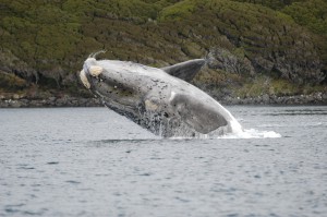 Breach Port Ross